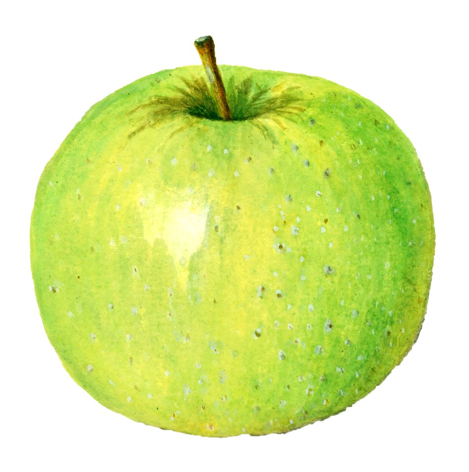 Vintage apple illustration. Digitally enhanced illustration from U.S. Department of Agriculture Pomological Watercolor Collection. Rare and Special Collections, National Agricultural Library.