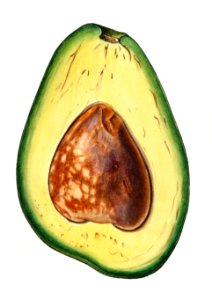 Halved avocado illustration. Digitally enhanced illustration from U.S. Department of Agriculture Pomological Watercolor Collection. Rare and Special Collections, National Agricultural Library.. Free illustration for personal and commercial use.