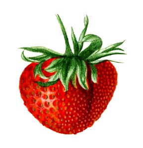 Vintage strawberry illustration. Digitally enhanced illustration from U.S. Department of Agriculture Pomological Watercolor Collection. Rare and Special Collections, National Agricultural Library.