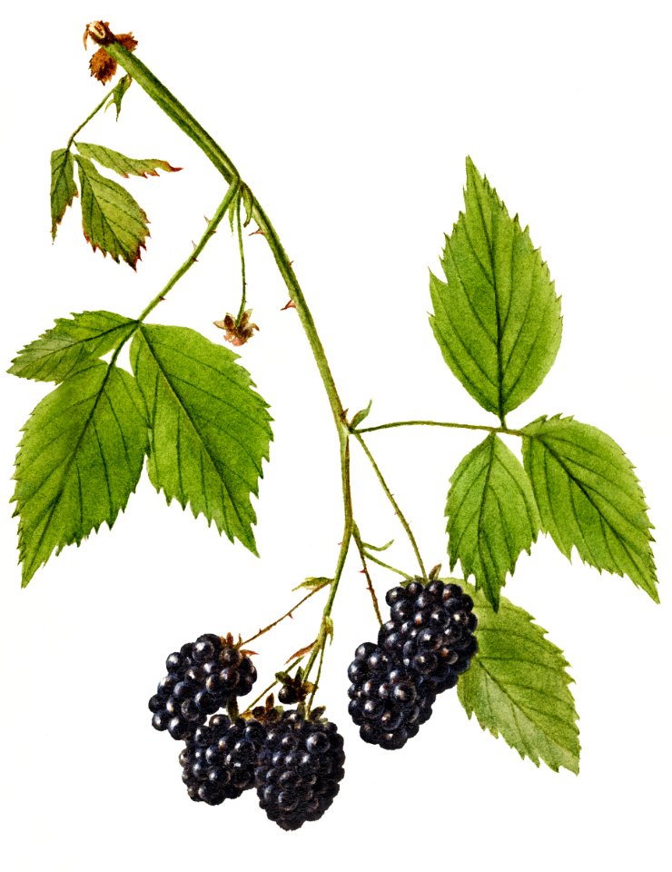 Vintage branch of blackberry illustration.