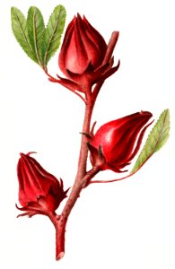 Vintage roselles illustration. Digitally enhanced illustration from U.S. Department of Agriculture Pomological Watercolor Collection. Rare and Special Collections, National Agricultural Library.. Free illustration for personal and commercial use.