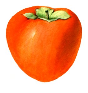 Vintage persimmon illustration. Digitally enhanced illustration from U.S. Department of Agriculture Pomological Watercolor Collection. Rare and Special Collections, National Agricultural Library.