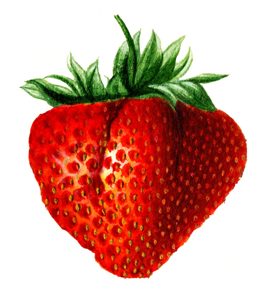 Vintage strawberry illustration. Digitally enhanced illustration from U.S. Department of Agriculture Pomological Watercolor Collection. Rare and Special Collections, National Agricultural Library.