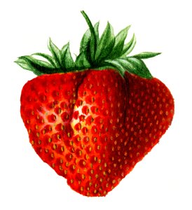 Vintage strawberry illustration. Digitally enhanced illustration from U.S. Department of Agriculture Pomological Watercolor Collection. Rare and Special Collections, National Agricultural Library.