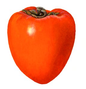 Vintage persimmon illustration. Digitally enhanced illustration from U.S. Department of Agriculture Pomological Watercolor Collection. Rare and Special Collections, National Agricultural Library.. Free illustration for personal and commercial use.