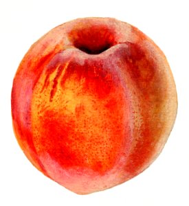 Vintage peach illustration. Digitally enhanced illustration from U.S. Department of Agriculture Pomological Watercolor Collection. Rare and Special Collections, National Agricultural Library.. Free illustration for personal and commercial use.