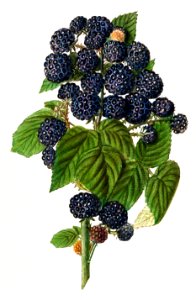 Vintage branch of black raspberry illustration.. Free illustration for personal and commercial use.