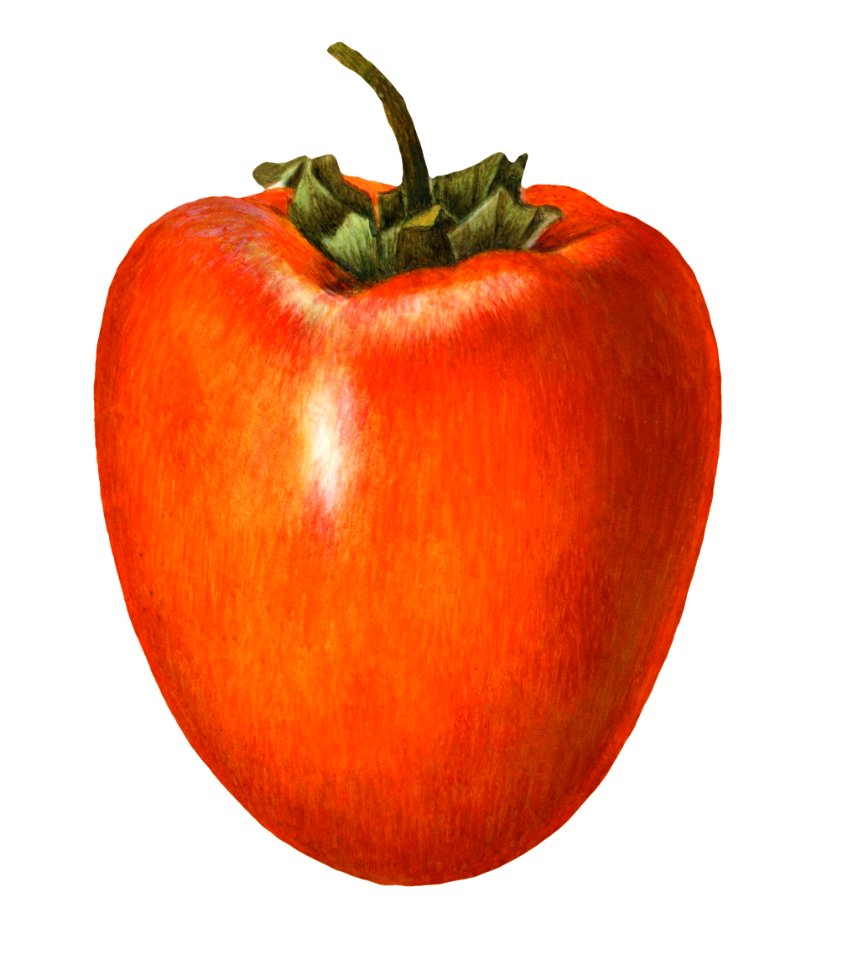 Vintage persimmon illustration. Digitally enhanced illustration from U.S. Department of Agriculture Pomological Watercolor Collection. Rare and Special Collections, National Agricultural Library.