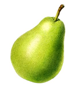 Vintage pear illustration. Digitally enhanced illustration from U.S. Department of Agriculture Pomological Watercolor Collection. Rare and Special Collections, National Agricultural Library.. Free illustration for personal and commercial use.