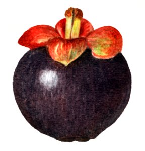 Vintage mangosteen illustration. Digitally enhanced illustration from U.S. Department of Agriculture Pomological Watercolor Collection. Rare and Special Collections, National Agricultural Library.. Free illustration for personal and commercial use.