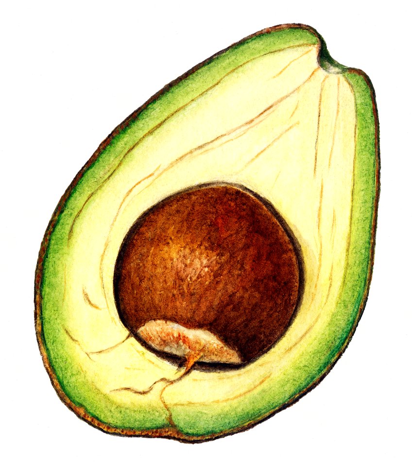 Vintage avocado illustration. Digitally enhanced illustration from U.S. Department of Agriculture Pomological Watercolor Collection. Rare and Special Collections, National Agricultural Library.