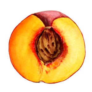 Vintage halved peach illustration. Digitally enhanced illustration from U.S. Department of Agriculture Pomological Watercolor Collection. Rare and Special Collections, National Agricultural Library.. Free illustration for personal and commercial use.