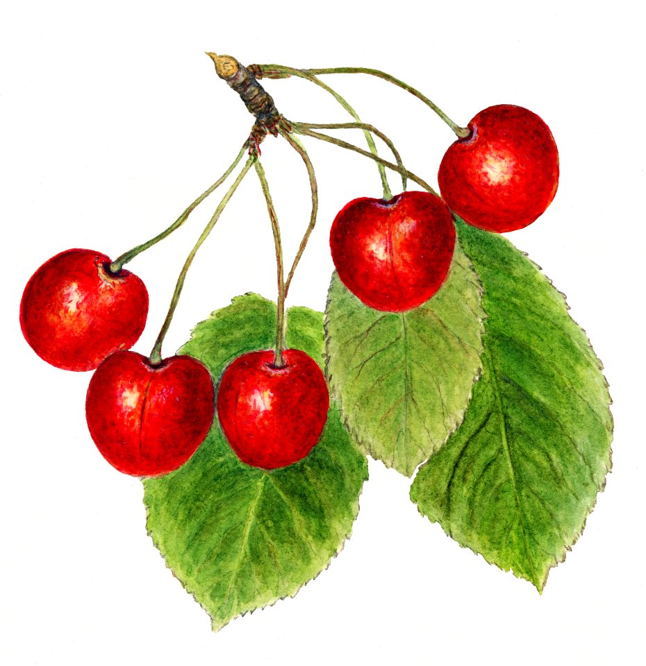 Vintage cherry illustration. Digitally enhanced illustration from U.S. Department of Agriculture Pomological Watercolor Collection. Rare and Special Collections, National Agricultural Library.
