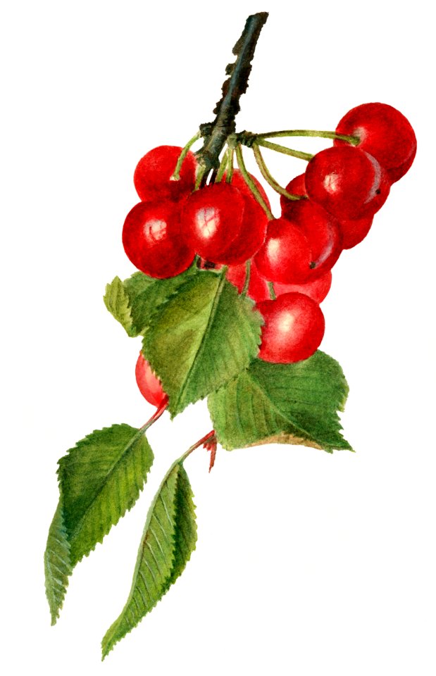 Vintage cherry illustration. Digitally enhanced illustration from U.S. Department of Agriculture Pomological Watercolor Collection. Rare and Special Collections, National Agricultural Library.