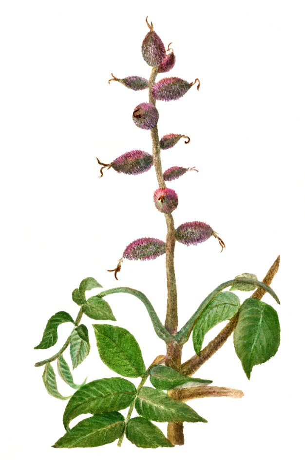 Vintage walnut bough illustration. Digitally enhanced illustration from U.S. Department of Agriculture Pomological Watercolor Collection. Rare and Special Collections, National Agricultural Library.