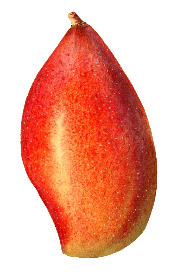 Vintage mango illustration. Digitally enhanced illustration from U.S. Department of Agriculture Pomological Watercolor Collection. Rare and Special Collections, National Agricultural Library.. Free illustration for personal and commercial use.