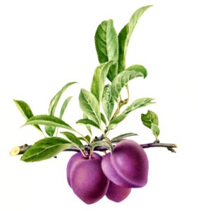 Delicious purple plum in a branch illustration. Digitally enhanced illustration from U.S. Department of Agriculture Pomological Watercolor Collection. Rare and Special Collections, National Agricultural Library.. Free illustration for personal and commercial use.