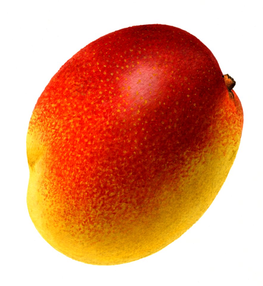 Vintage mango illustration. Digitally enhanced illustration from U.S. Department of Agriculture Pomological Watercolor Collection. Rare and Special Collections, National Agricultural Library.