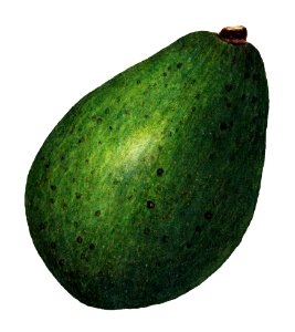 Fresh whole avocado illustration. Digitally enhanced illustration from U.S. Department of Agriculture Pomological Watercolor Collection. Rare and Special Collections, National Agricultural Library.. Free illustration for personal and commercial use.