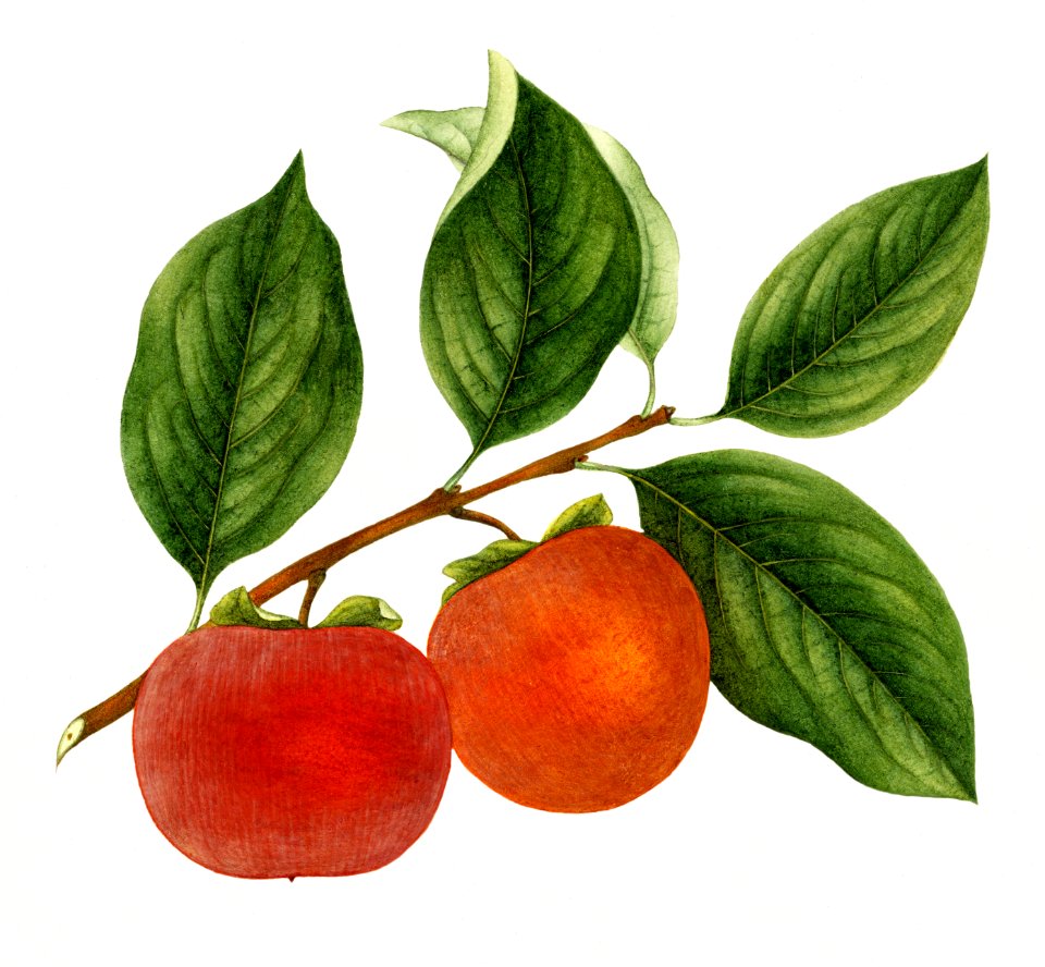 Vintage persimmon twig.