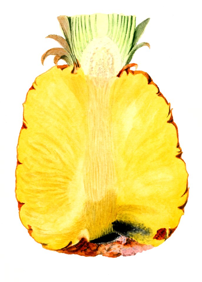 Vintage pineapple cut in half illustration. Digitally enhanced illustration from U.S. Department of Agriculture Pomological Watercolor Collection. Rare and Special Collections, National Agricultural Library.