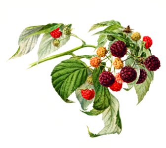 Purple Raspberry (Rubus Xneglectus) (1918) by Royal Charles Steadman.. Free illustration for personal and commercial use.
