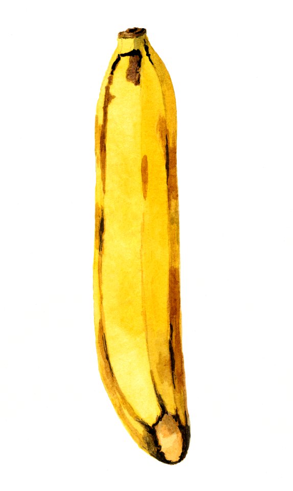 Vintage banana illustration. Digitally enhanced illustration from U.S. Department of Agriculture Pomological Watercolor Collection. Rare and Special Collections, National Agricultural Library.