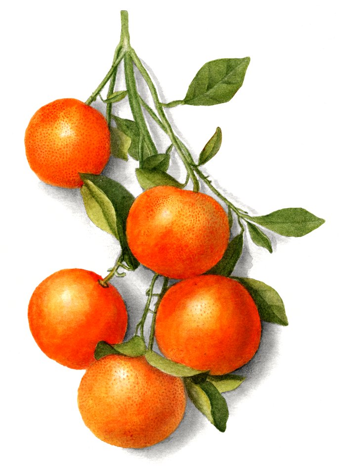 Vintage oranges illustration. Digitally enhanced illustration from U.S. Department of Agriculture Pomological Watercolor Collection. Rare and Special Collections, National Agricultural Library.