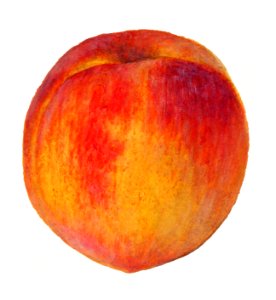 Vintage peach illustration. Digitally enhanced illustration from U.S. Department of Agriculture Pomological Watercolor Collection. Rare and Special Collections, National Agricultural Library.. Free illustration for personal and commercial use.