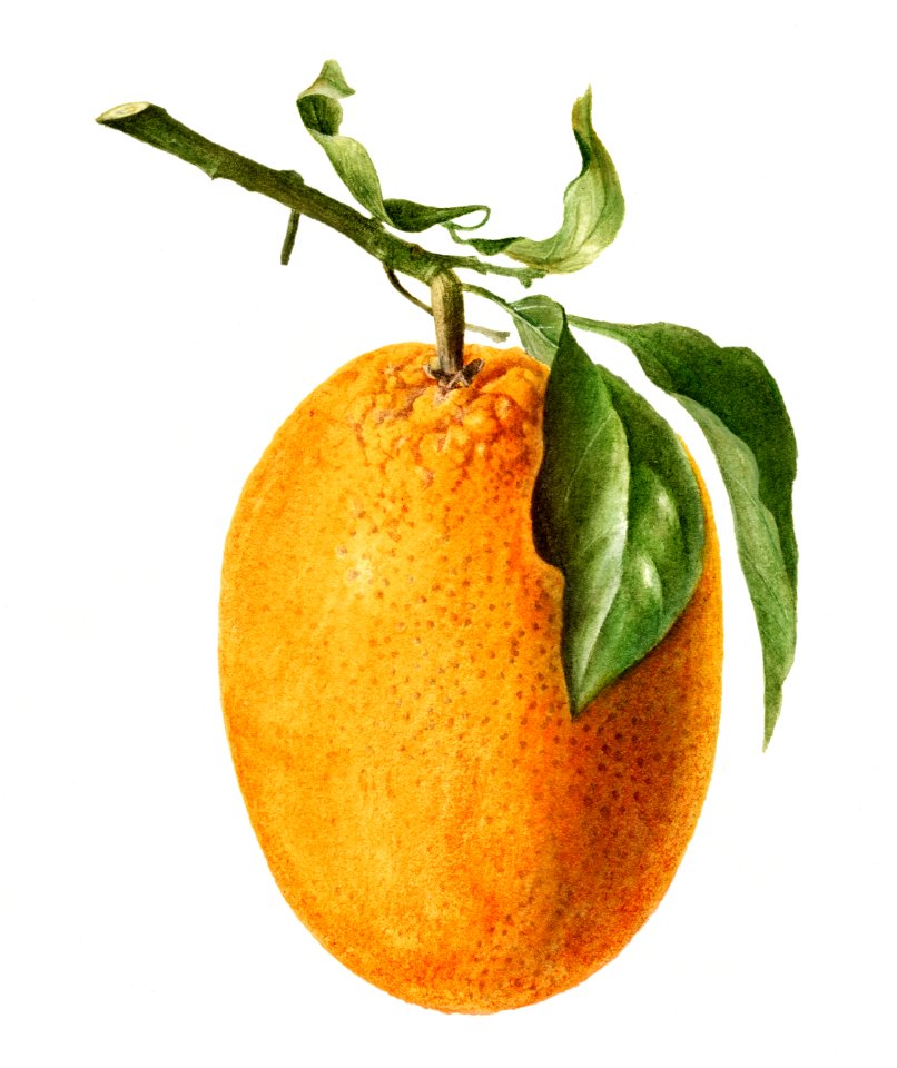 Vintage orange illustration. Digitally enhanced illustration from U.S. Department of Agriculture Pomological Watercolor Collection. Rare and Special Collections, National Agricultural Library.