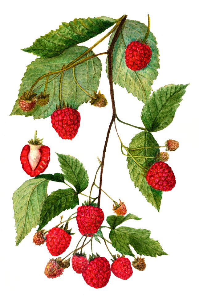 Vintage branch of blackberry illustration. Digitally enhanced illustration from U.S. Department of Agriculture Pomological Watercolor Collection. Rare and Special Collections, National Agricultural Library.