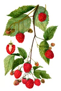 Vintage branch of blackberry illustration. Digitally enhanced illustration from U.S. Department of Agriculture Pomological Watercolor Collection. Rare and Special Collections, National Agricultural Library.. Free illustration for personal and commercial use.