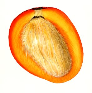 Vintage mango cut in half illustration. Digitally enhanced illustration from U.S. Department of Agriculture Pomological Watercolor Collection. Rare and Special Collections, National Agricultural Library.