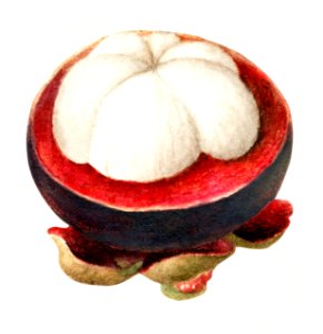 Vintage mangosteen illustration. Digitally enhanced illustration from U.S. Department of Agriculture Pomological Watercolor Collection. Rare and Special Collections, National Agricultural Library.