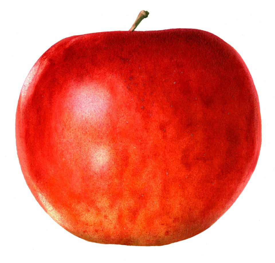 Vintage apple illustration. Digitally enhanced illustration from U.S. Department of Agriculture Pomological Watercolor Collection. Rare and Special Collections, National Agricultural Library.