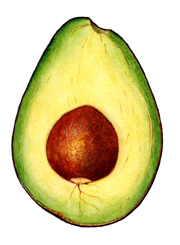 Vintage avocado illustration. Digitally enhanced illustration from U.S. Department of Agriculture Pomological Watercolor Collection. Rare and Special Collections, National Agricultural Library.