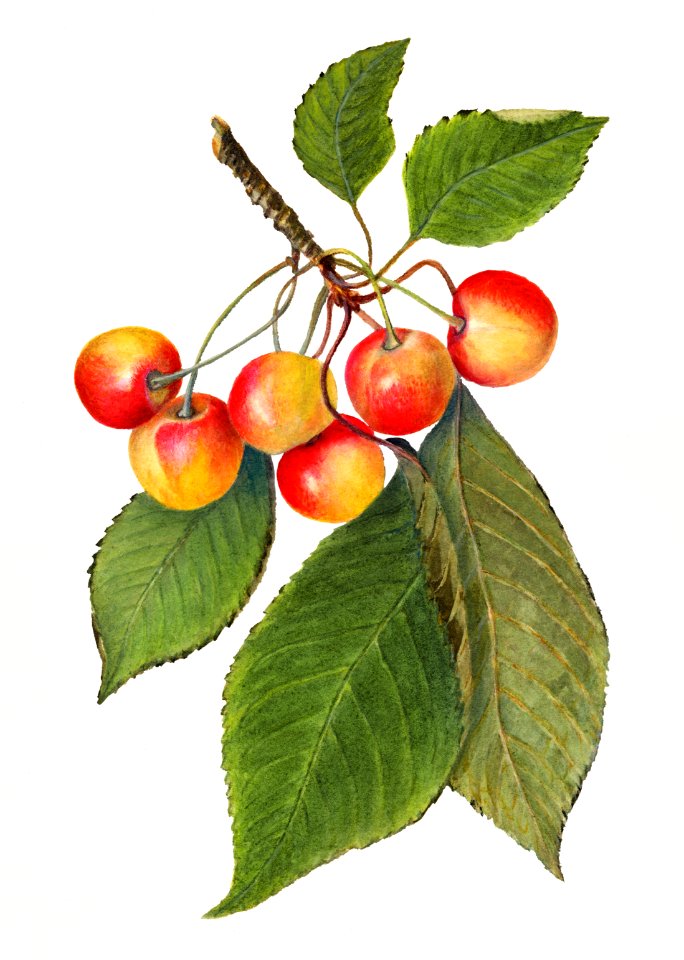 Delicious cherries in a branch illustration. Digitally enhanced illustration from U.S. Department of Agriculture Pomological Watercolor Collection. Rare and Special Collections, National Agricultural Library.. Free illustration for personal and commercial use.