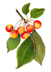 Delicious cherries in a branch illustration. Digitally enhanced illustration from U.S. Department of Agriculture Pomological Watercolor Collection. Rare and Special Collections, National Agricultural Library.. Free illustration for personal and commercial use.