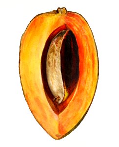 Halved mamey sapote illustration. Digitally enhanced illustration from U.S. Department of Agriculture Pomological Watercolor Collection. Rare and Special Collections, National Agricultural Library.. Free illustration for personal and commercial use.
