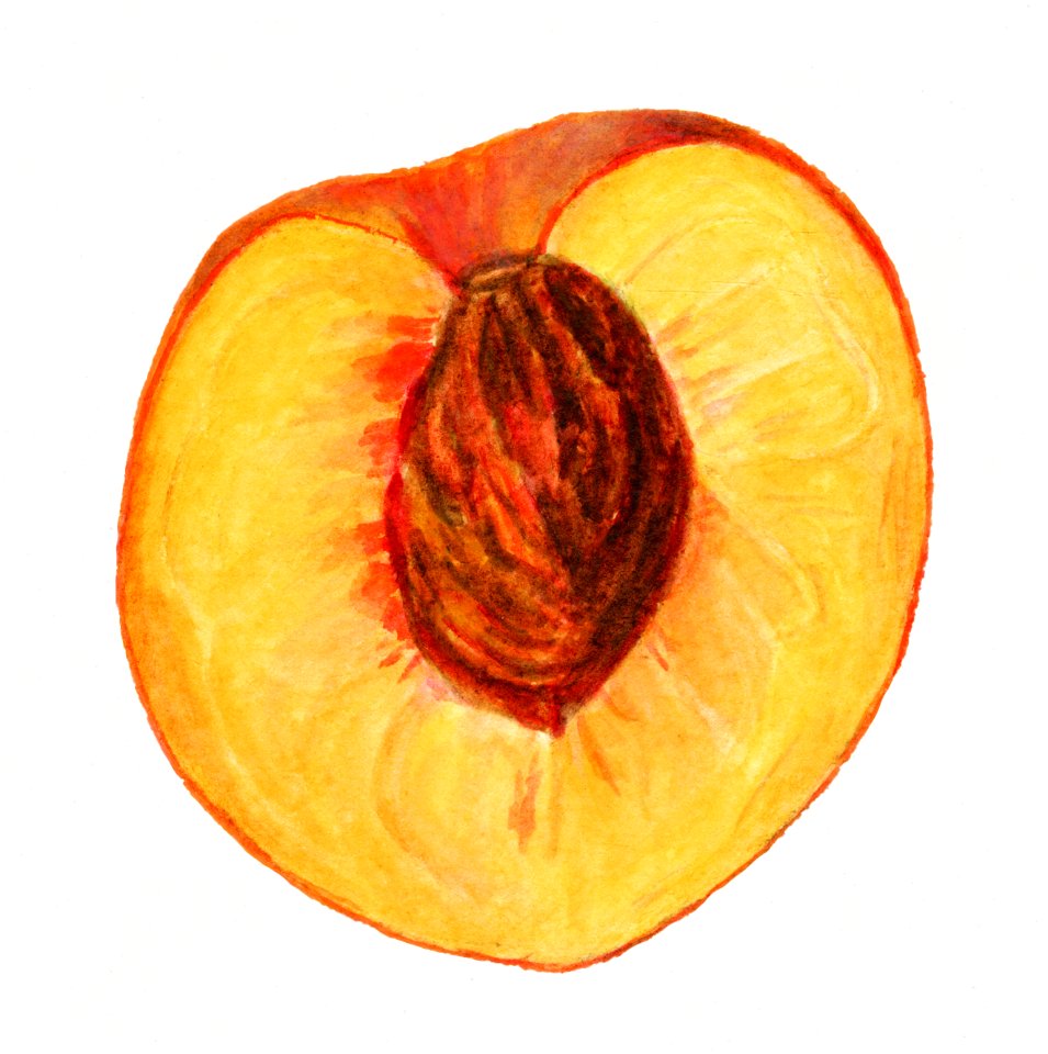Vintage halved peach illustration. Digitally enhanced illustration from U.S. Department of Agriculture Pomological Watercolor Collection. Rare and Special Collections, National Agricultural Library.
