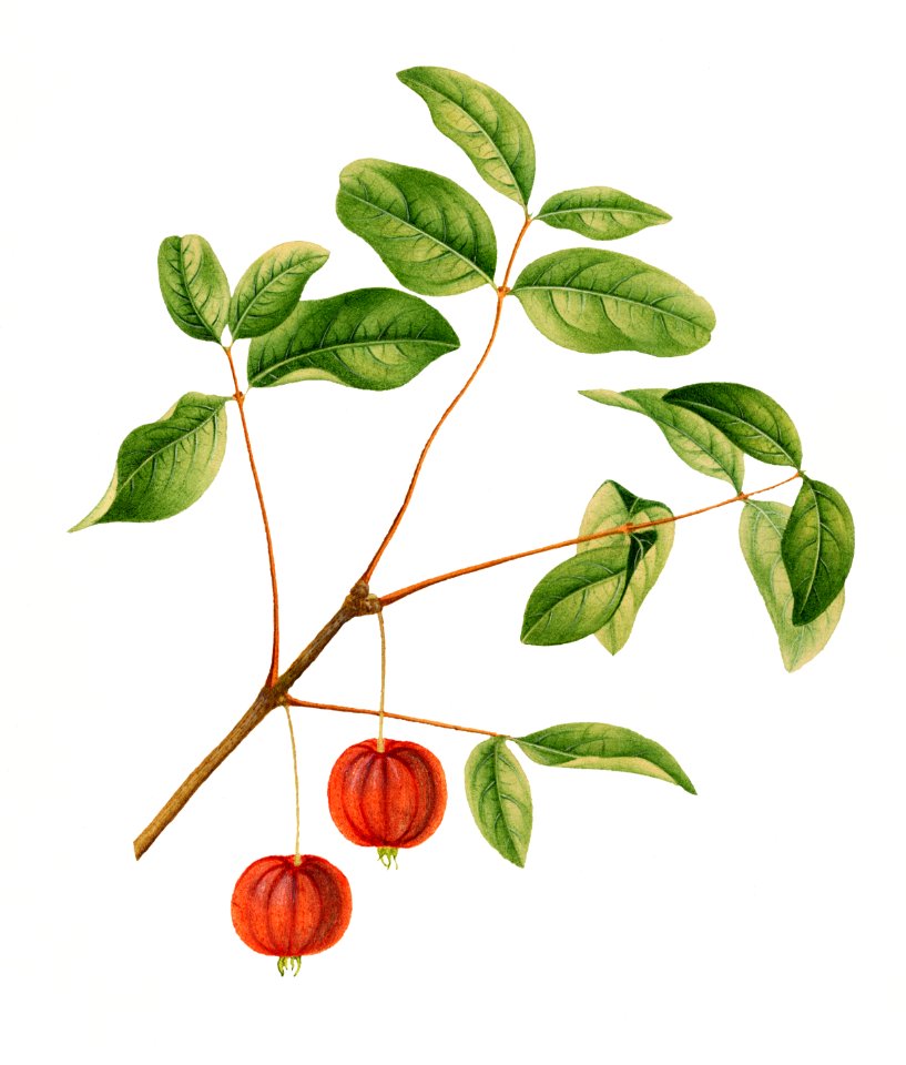 Vintage cherries illustration. Digitally enhanced illustration from U.S. Department of Agriculture Pomological Watercolor Collection. Rare and Special Collections, National Agricultural Library.