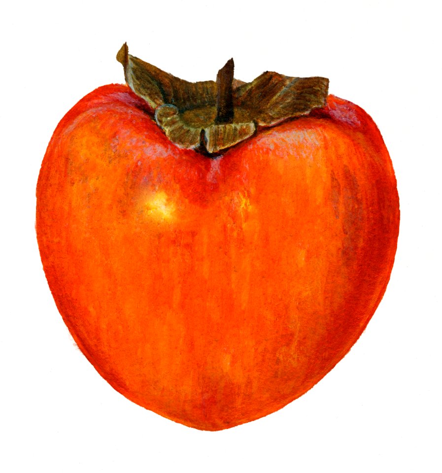 Vintage persimmon illustration. Digitally enhanced illustration from U.S. Department of Agriculture Pomological Watercolor Collection. Rare and Special Collections, National Agricultural Library.. Free illustration for personal and commercial use.