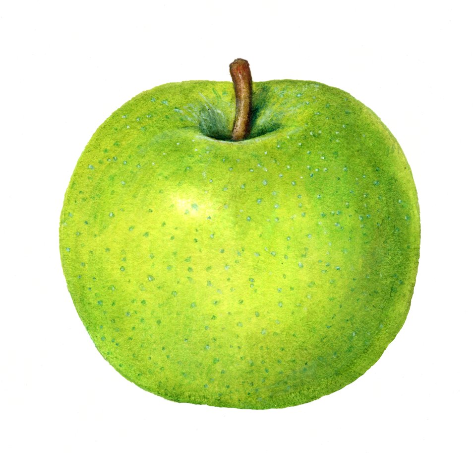 Vintage apple illustration. Digitally enhanced illustration from U.S. Department of Agriculture Pomological Watercolor Collection. Rare and Special Collections, National Agricultural Library.