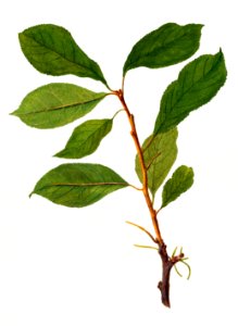 Tree twig with green leaves. Digitally enhanced illustration from U.S. Department of Agriculture Pomological Watercolor Collection. Rare and Special Collections, National Agricultural Library.. Free illustration for personal and commercial use.