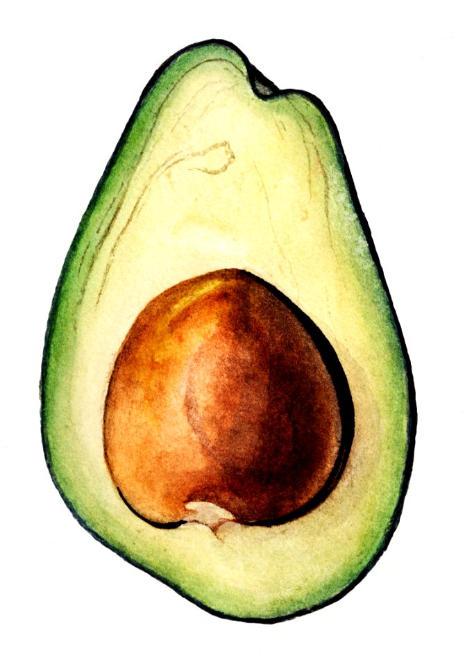 Vintage avocado illustration. Digitally enhanced illustration from U.S. Department of Agriculture Pomological Watercolor Collection. Rare and Special Collections, National Agricultural Library.
