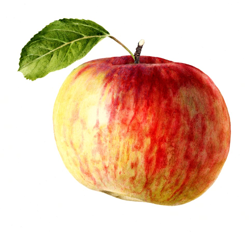 Vintage apple illustration. Digitally enhanced illustration from U.S. Department of Agriculture Pomological Watercolor Collection. Rare and Special Collections, National Agricultural Library.