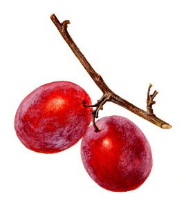 Delicious red plum in a branch illustration. Digitally enhanced illustration from U.S. Department of Agriculture Pomological Watercolor Collection. Rare and Special Collections, National Agricultural Library.. Free illustration for personal and commercial use.