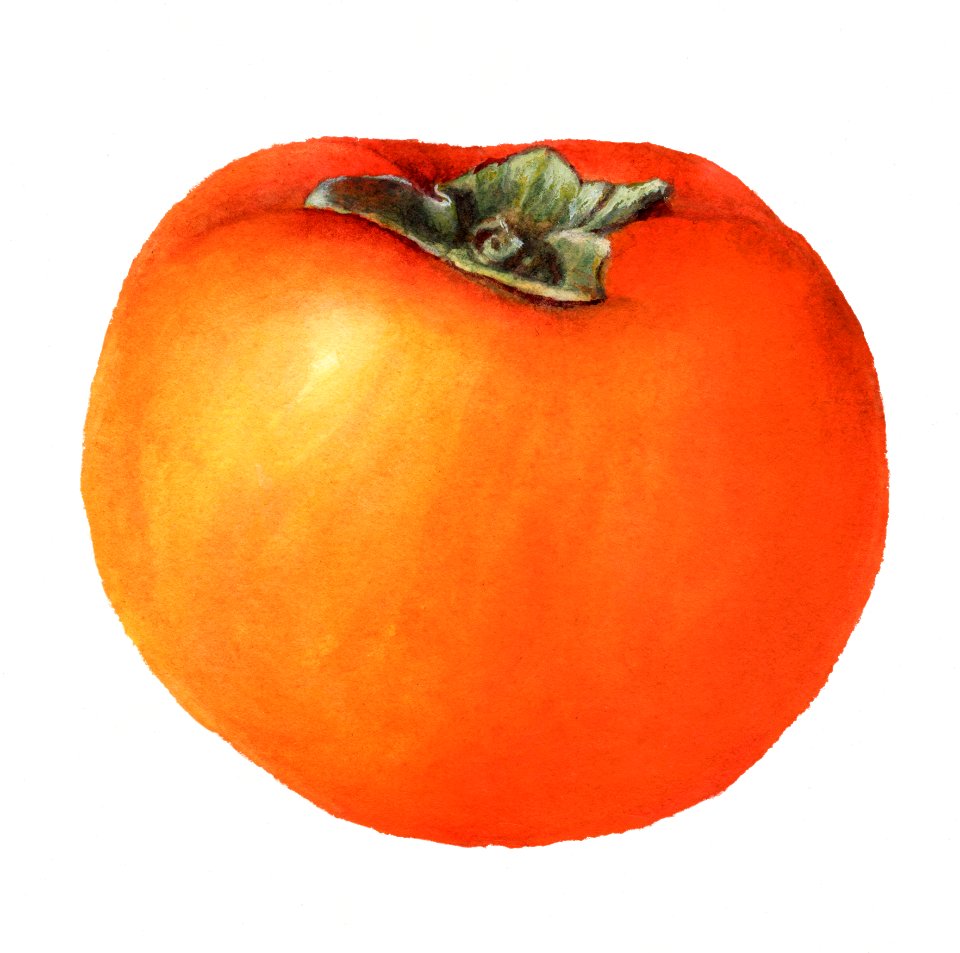 Vintage persimmon illustration. Digitally enhanced illustration from U.S. Department of Agriculture Pomological Watercolor Collection. Rare and Special Collections, National Agricultural Library.
