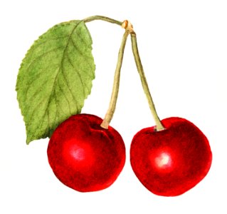 Delicious red cherries illustration. Digitally enhanced illustration from U.S. Department of Agriculture Pomological Watercolor Collection. Rare and Special Collections, National Agricultural Library.