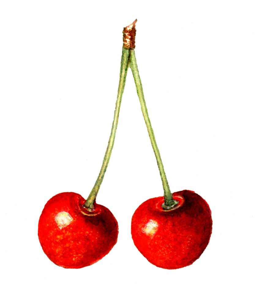 Delicious red cherries illustration. Digitally enhanced illustration from U.S. Department of Agriculture Pomological Watercolor Collection. Rare and Special Collections, National Agricultural Library.